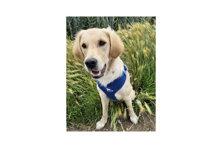 Milow golden retriever 10 Monate - Rassehunde - Bild 1