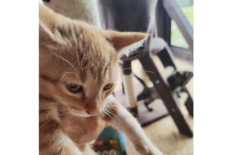 Babykater TANGO - Mischlingskatzen - Bild 1