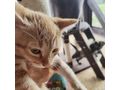Babykater TANGO - Mischlingskatzen - Bild 1