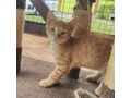Babykater TANGO - Mischlingskatzen - Bild 2