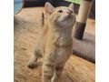 Babykater TANGO - Mischlingskatzen - Bild 3