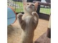 Babykater TANGO - Mischlingskatzen - Bild 4