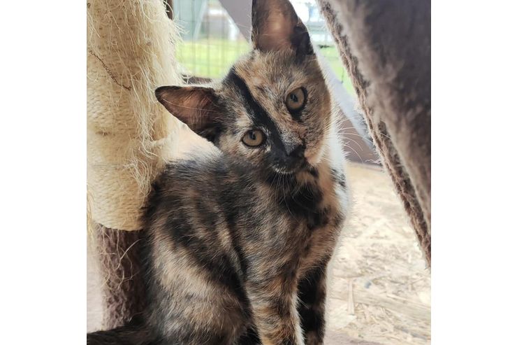 3M Katze SALSA - Mischlingskatzen - Bild 1