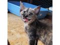3M Katze SALSA - Mischlingskatzen - Bild 2