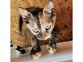 3M Katze SALSA - Mischlingskatzen - Bild 3