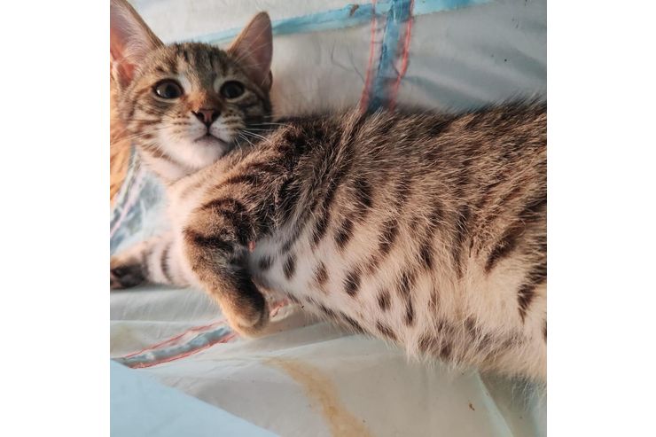 Babykatze LAMBADA - Mischlingskatzen - Bild 1