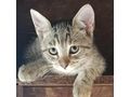 Babykatze LAMBADA - Mischlingskatzen - Bild 2
