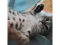 Babykatze LAMBADA - Mischlingskatzen - Bild 3