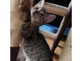 Babykatze LAMBADA - Mischlingskatzen - Bild 4