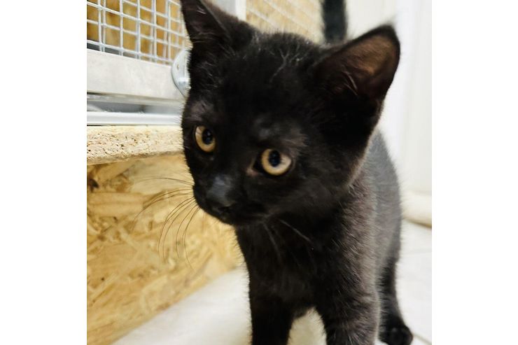 Babykatze LUNA verschenken - Mischlingskatzen - Bild 1
