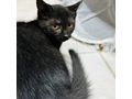 Babykatze LUNA verschenken - Mischlingskatzen - Bild 3