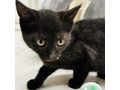 Babykatze LUNA verschenken - Mischlingskatzen - Bild 4