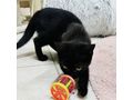 Babykatze LUNA verschenken - Mischlingskatzen - Bild 5