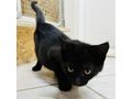 Babykatze LUNA verschenken - Mischlingskatzen - Bild 6