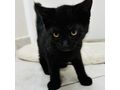Babykatze LUNA verschenken - Mischlingskatzen - Bild 7