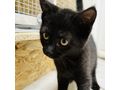 Babykatze LUNA verschenken - Mischlingskatzen - Bild 1
