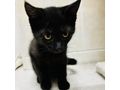 Babykatze LUNA verschenken - Mischlingskatzen - Bild 8
