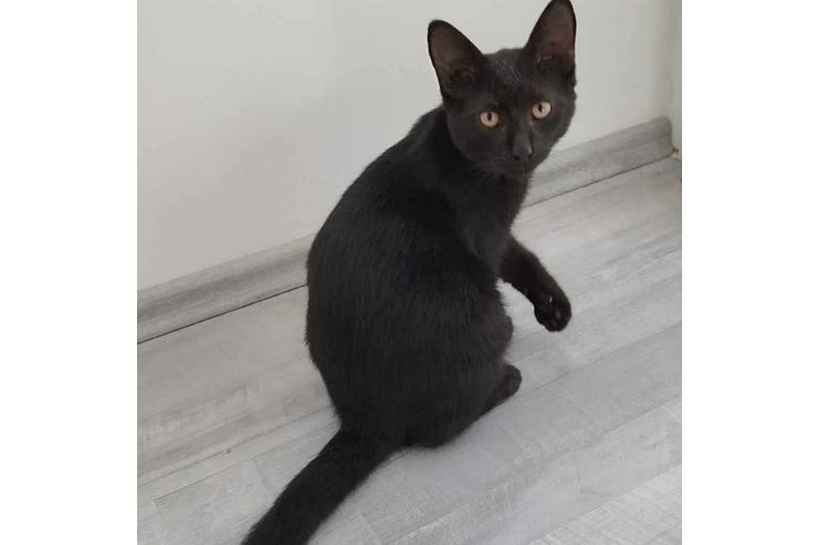 6M Kater JACKIE - Mischlingskatzen - Bild 1