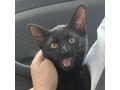 6M Kater JACKIE - Mischlingskatzen - Bild 4