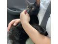 6M Kater JACKIE - Mischlingskatzen - Bild 6
