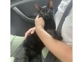6M Kater JACKIE - Mischlingskatzen - Bild 7
