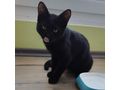 6M Kater JACKIE - Mischlingskatzen - Bild 3
