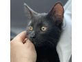 6M Kater JACKIE - Mischlingskatzen - Bild 5