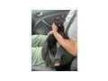 6M Kater JACKIE - Mischlingskatzen - Bild 9