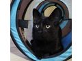 6M Kater JACKIE - Mischlingskatzen - Bild 2
