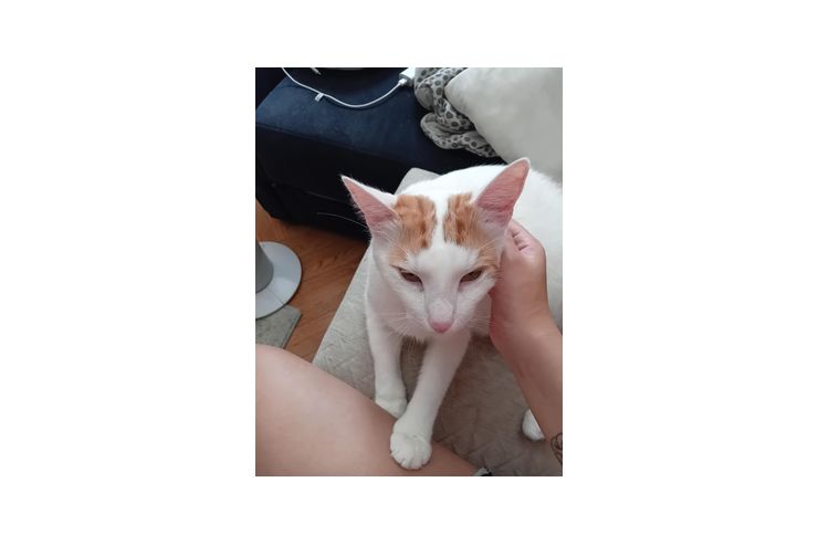 Kater - Mischlingskatzen - Bild 1