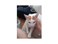 Kater - Mischlingskatzen - Bild 1