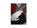 Kater - Mischlingskatzen - Bild 2