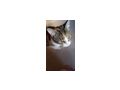 Katze - Mischlingskatzen - Bild 1
