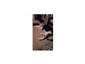Kater - Mischlingskatzen - Bild 1