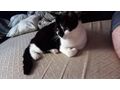 Kater - Mischlingskatzen - Bild 2