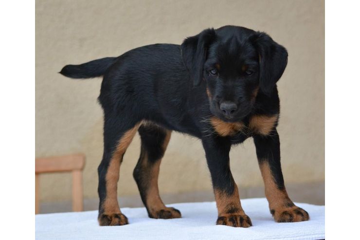 Deutscher Jagdterrier 7 Monate alt Mnnlich - Rassehunde - Bild 1