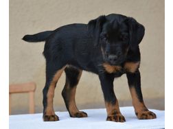 Deutscher Jagdterrier 7 Monate alt Mnnlich - Rassehunde - Bild 1