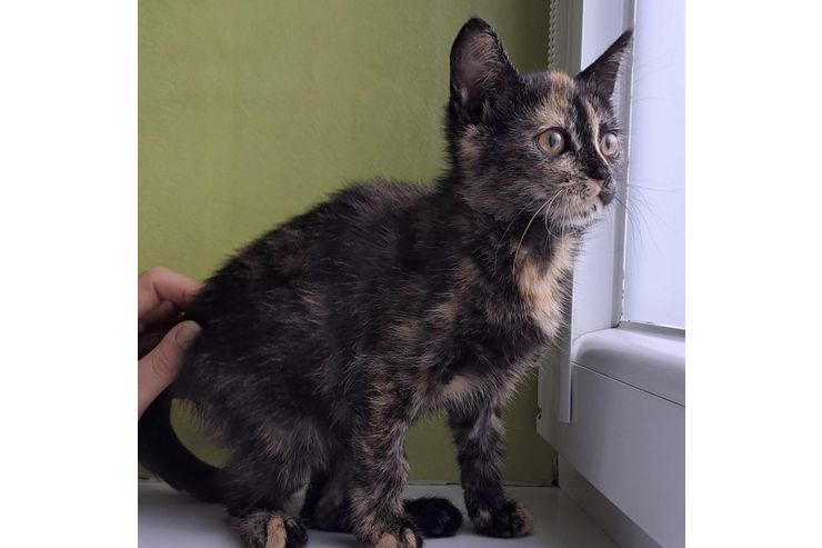 2 5 Monate alte Katze - Mischlingskatzen - Bild 1
