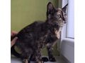 2 5 Monate alte Katze - Mischlingskatzen - Bild 1