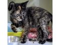2 5 Monate alte Katze - Mischlingskatzen - Bild 3