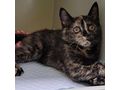 2 5 Monate alte Katze - Mischlingskatzen - Bild 4