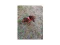 Reinrassiger Dackel - Rassehunde - Bild 5
