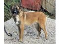 Belgium Boy IHR Lebensbegleiter - Mischlingshunde - Bild 2