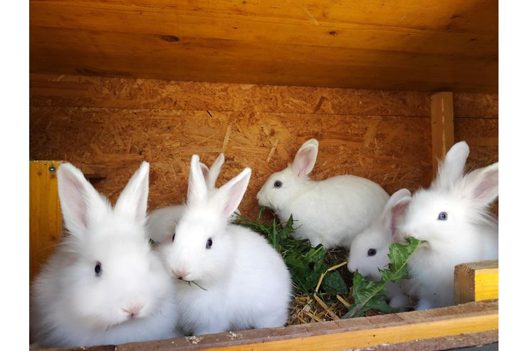 Lwenkopf Kaninchen Platz - Kaninchen & Hasen - Bild 1