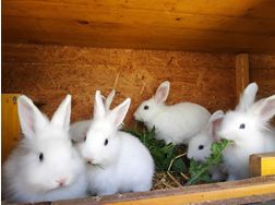 Lwenkopf Kaninchen Platz - Kaninchen & Hasen - Bild 1