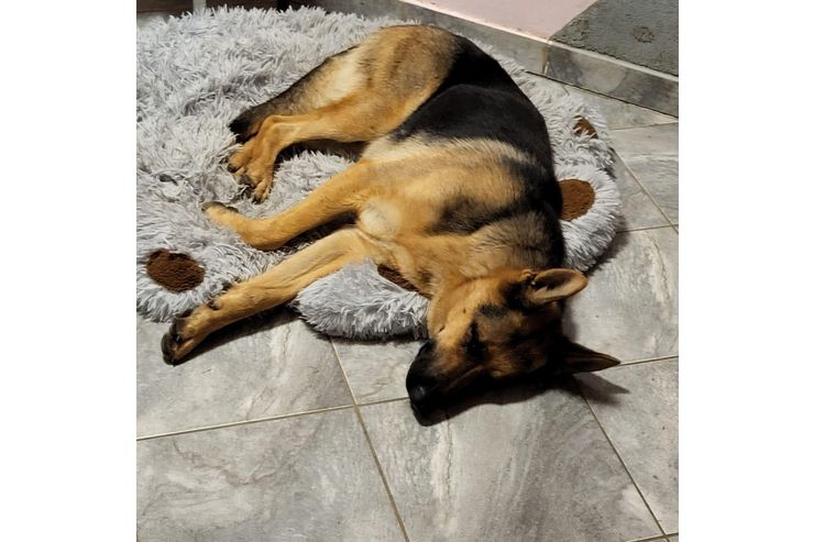 Schferhund - Rassehunde - Bild 1