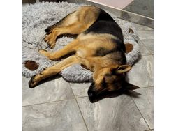 Schferhund - Rassehunde - Bild 1