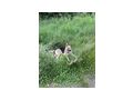 Schferhund - Rassehunde - Bild 2