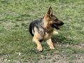 Schferhund - Rassehunde - Bild 3