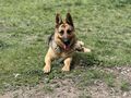 Schferhund - Rassehunde - Bild 4